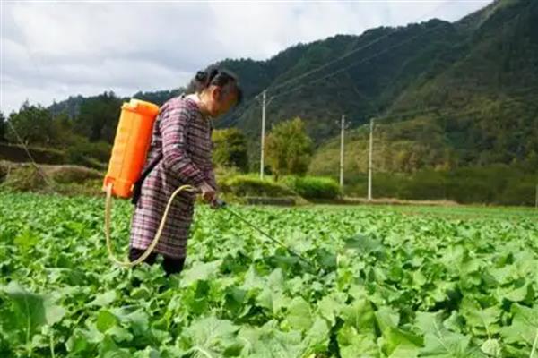 油菜病害的防治方法，常见的有霜霉病、白锈病等