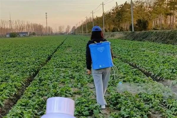 油菜病害的防治方法，常见的有霜霉病、白锈病等