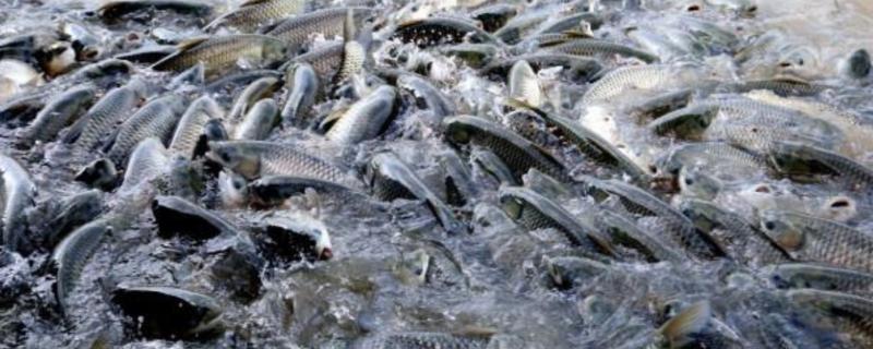 草鱼长得快不快，生长速度相对来说还是比较快的