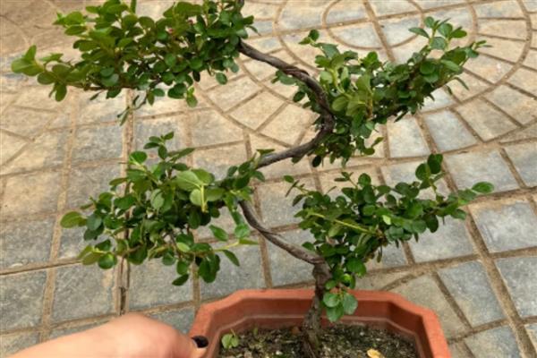 珍珠梅盆景何时修剪，在落叶后到第二年发芽前修剪