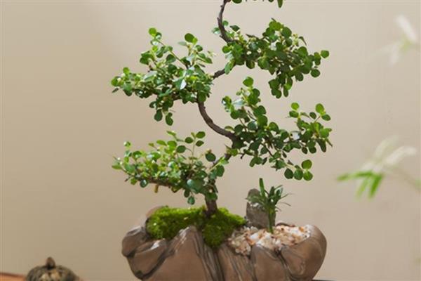 珍珠梅盆景何时修剪，在落叶后到第二年发芽前修剪