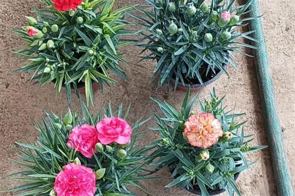秋季康乃馨要剪枝条吗，和植株的生长状态有关