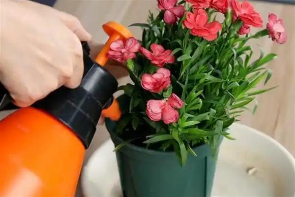 秋季康乃馨要剪枝条吗，和植株的生长状态有关