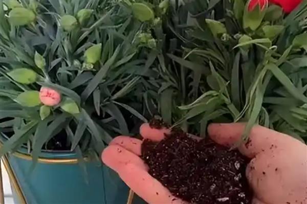秋季康乃馨要剪枝条吗，和植株的生长状态有关