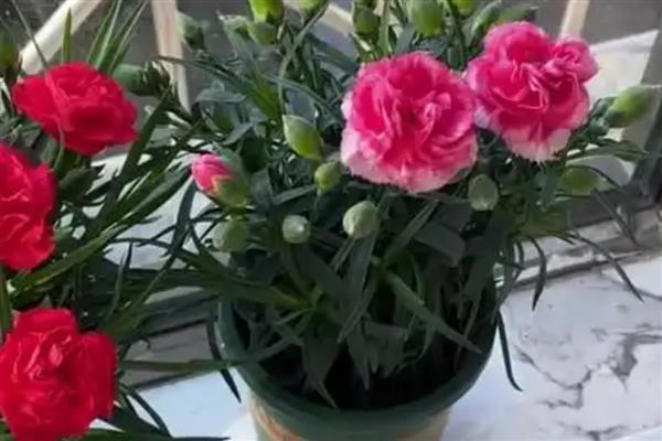 秋季康乃馨要剪枝条吗，和植株的生长状态有关