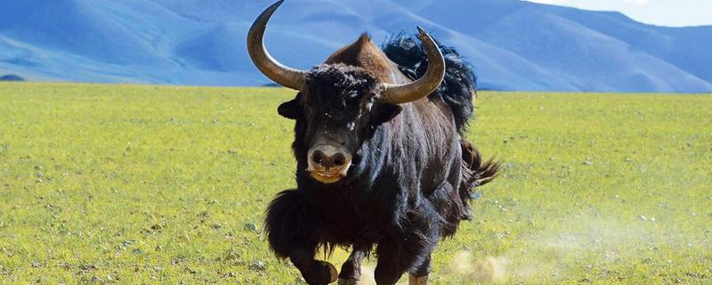 怎么判断牦牛的年龄,可根据角轮数目和牙齿来判断