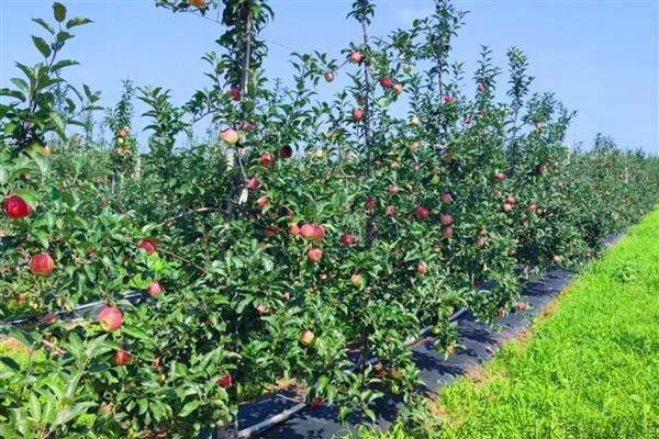 苹果的产地，主要在陕西省、山东省等