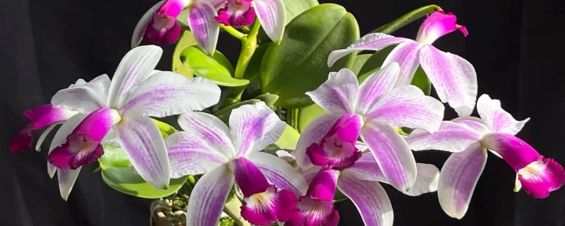 卡特兰常见的几种病害及防治方法，有花枯病、花腐病等