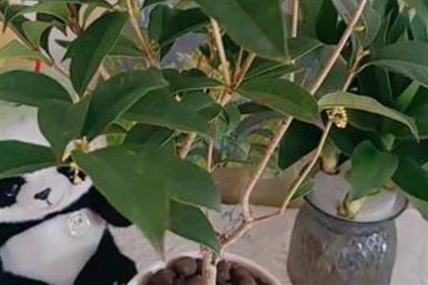 为什么买了两次桂花都没栽活，合理调节温度十分重要