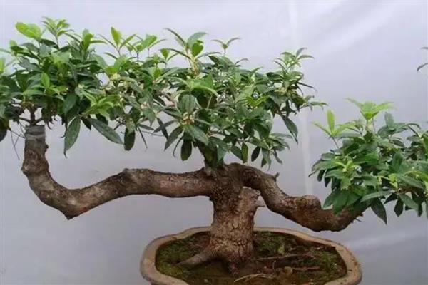 为什么买了两次桂花都没栽活，合理调节温度十分重要