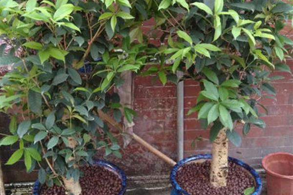 为什么买了两次桂花都没栽活，合理调节温度十分重要