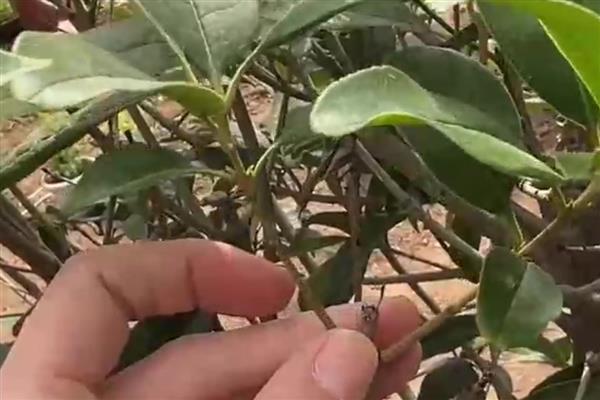 为什么买了两次桂花都没栽活，合理调节温度十分重要