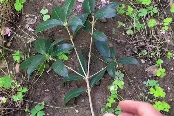 为什么买了两次桂花都没栽活，合理调节温度十分重要