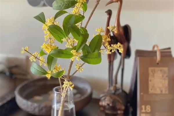 为什么买了两次桂花都没栽活，合理调节温度十分重要