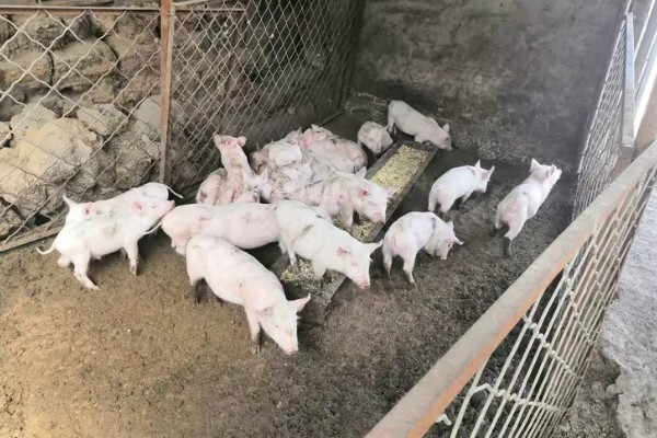 仔猪断奶的应激症状，症状是腹泻、生长缓慢等