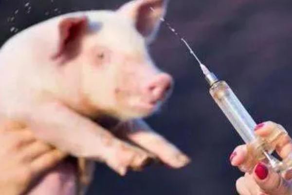 仔猪断奶的应激症状，症状是腹泻、生长缓慢等
