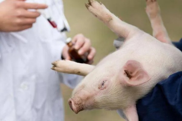 仔猪断奶的应激症状，症状是腹泻、生长缓慢等