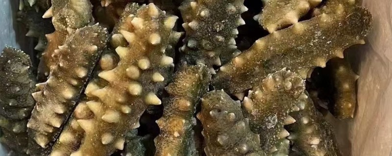 海参如何挑选，好的海参肉质结实