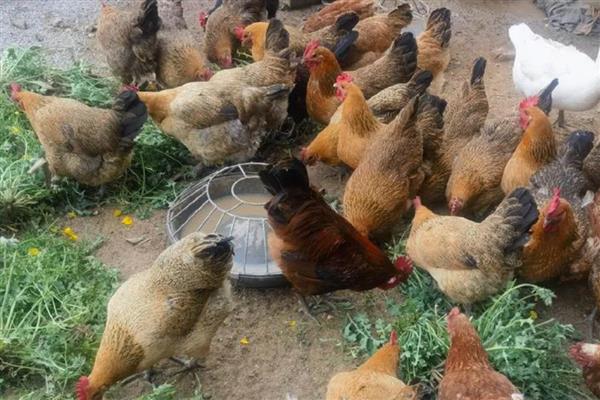 鸡不能吃什么东西，不可吃过热、过凉的食物
