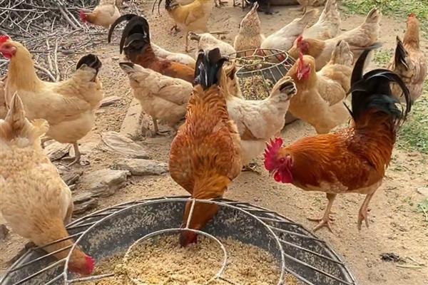 鸡不能吃什么东西，不可吃过热、过凉的食物
