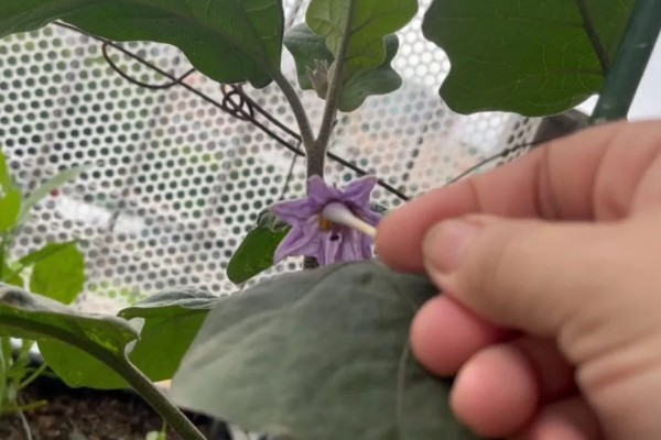 阳台种茄子要授粉吗，是需要授粉的