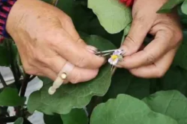 阳台种茄子要授粉吗，是需要授粉的