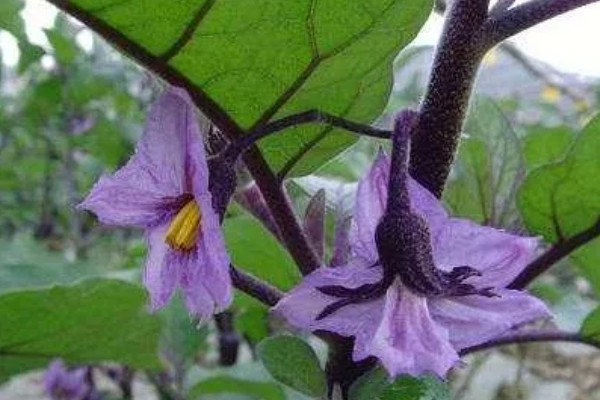 阳台种茄子要授粉吗，是需要授粉的