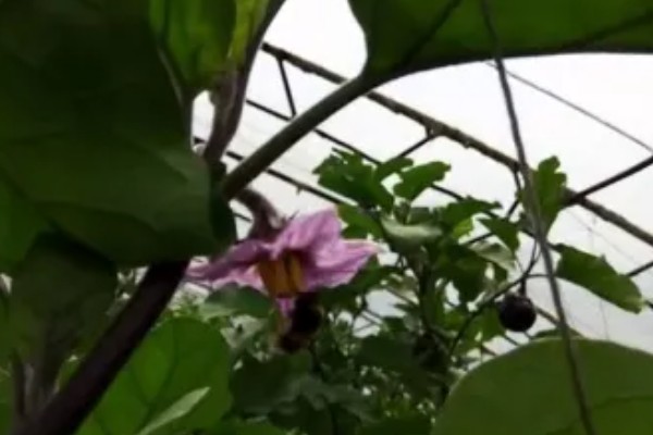 阳台种茄子要授粉吗，是需要授粉的