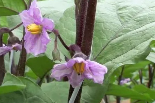 阳台种茄子要授粉吗，是需要授粉的