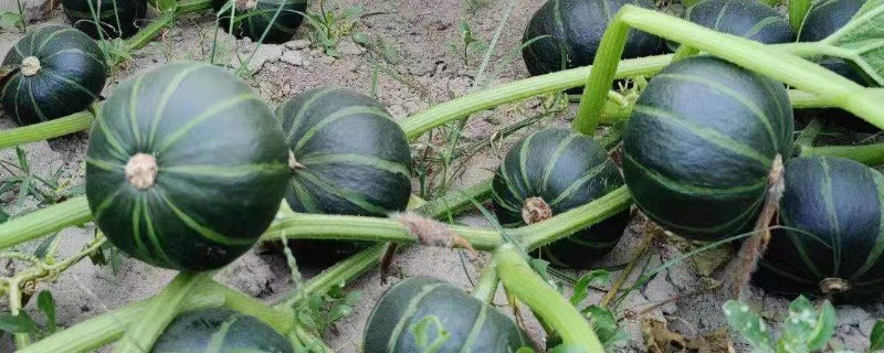 贝贝瓜的种植方法，种植前需浸种催芽