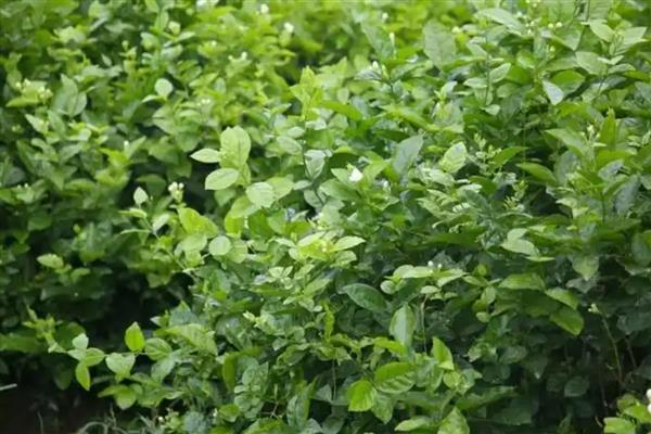 怎么种茉莉花，常用扦插方式来繁殖