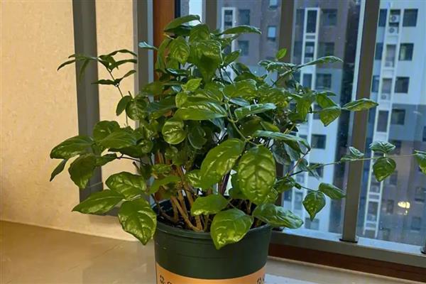 怎么种茉莉花，常用扦插方式来繁殖