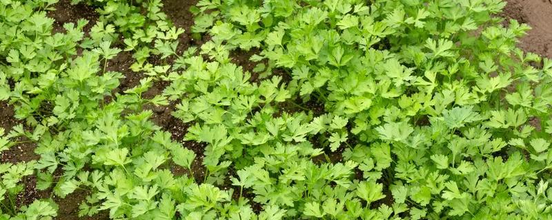 香菜怎么种植出的快,种子出芽之后即可播种