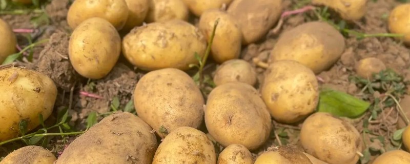 山西岚县的特产，莜面在自治区西部被誉为一宝