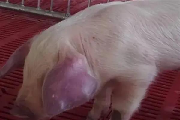 猪蓝耳病的原因，猪舍温度高、湿度大等会导致