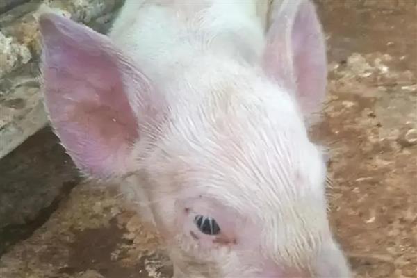 猪蓝耳病的原因，猪舍温度高、湿度大等会导致
