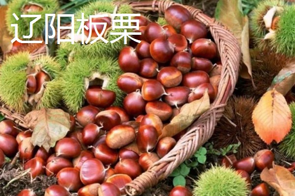 辽宁省辽阳县的特产，有瑰花香酒、辽阳山葡萄等