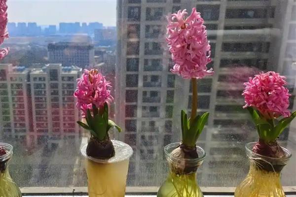 适合水培的花卉有哪些，常见的有风信子、碗莲、水仙花等