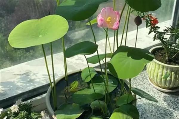 适合水培的花卉有哪些，常见的有风信子、碗莲、水仙花等