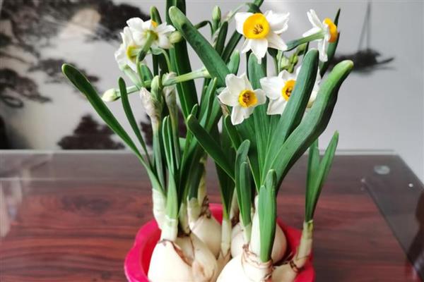 适合水培的花卉有哪些，常见的有风信子、碗莲、水仙花等