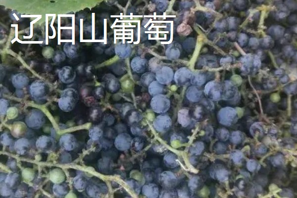 辽宁省辽阳县的特产，有瑰花香酒、辽阳山葡萄等