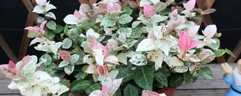 花叶络石的盆栽养殖方法，喜欢生长在湿润环境中
