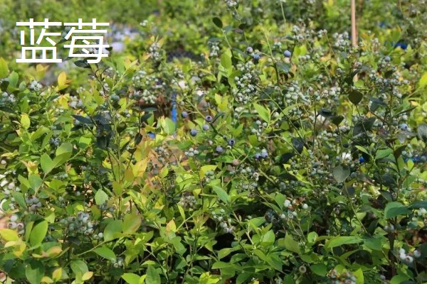 农村种植什么水果可以赚钱，推荐樱桃、蓝莓等