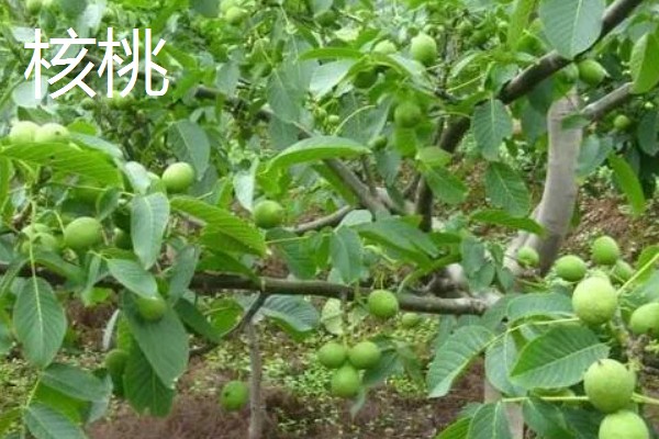 农村种植什么水果可以赚钱，推荐樱桃、蓝莓等