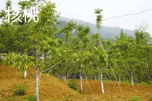 农村种植什么水果可以赚钱，推荐樱桃、蓝莓等