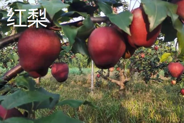 农村种植什么水果可以赚钱，推荐樱桃、蓝莓等