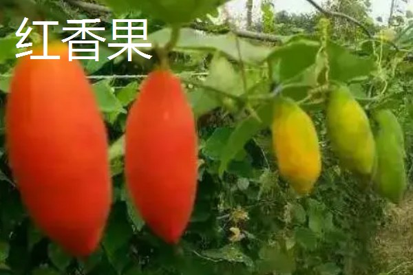 农村种植什么水果可以赚钱，推荐樱桃、蓝莓等