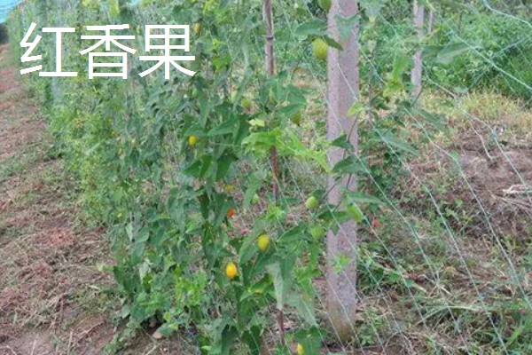农村种植什么水果可以赚钱，推荐樱桃、蓝莓等
