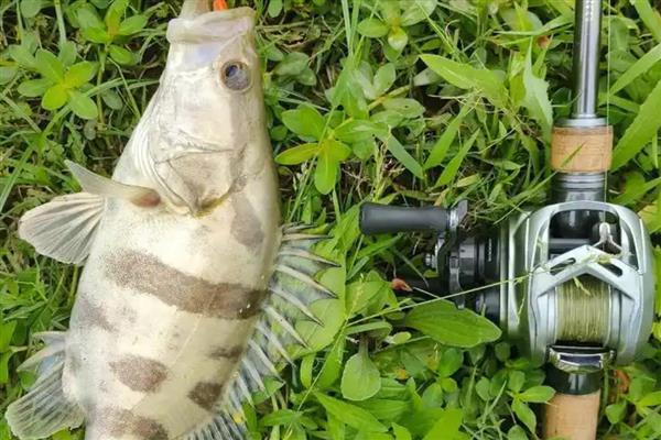 路亚直柄枪柄哪个好，适合用在不同的垂钓环境