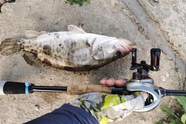 路亚直柄枪柄哪个好，适合用在不同的垂钓环境